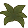 Alocasia a.png