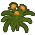 Clivia a.png