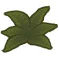 Alocasia b.png