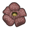 Rafflesia.png